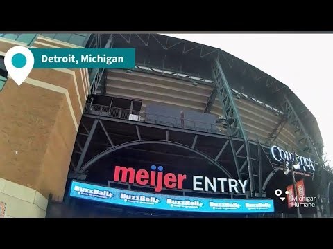 Paws’ Opening Day Adventure 🐾| From Comerica Park to a Forever Home