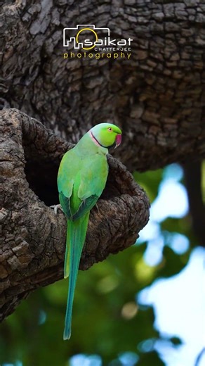 wild with me #wildlife #birds #parrot #nature #photography #betlanationalpark #trending #shorts