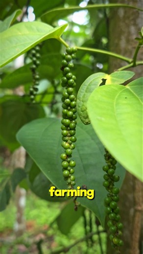 Integrated Black Pepper Farming