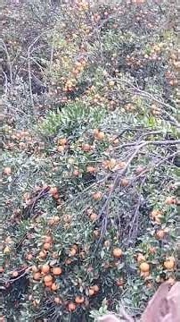 orange lover phul video