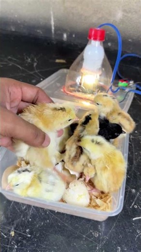 Incredible Egg hatching in Mini Bowl