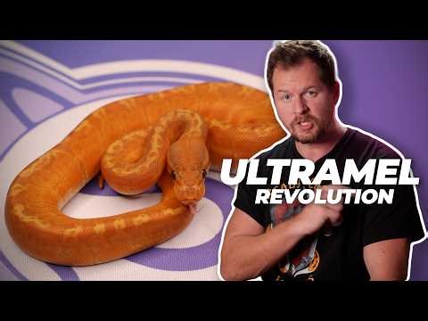 NEW MORPH that is ALLELIC with Ultramel | #ballpython #snake #reptiles