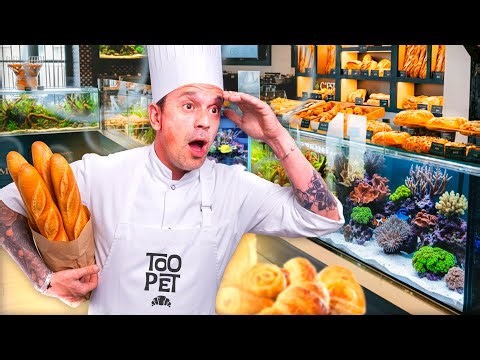 UNE BOULANGERIE… AVEC PLUS DE 6 000 LITRES D’AQUARIUMS ?! 😱🐟 - TOOPET
