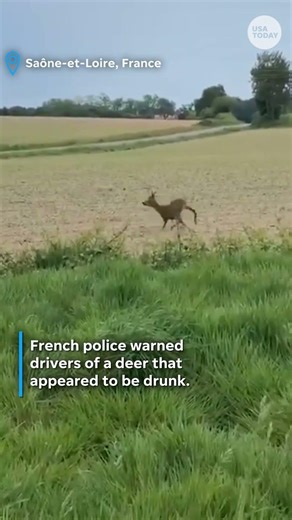 Police warn drivers of 'drunk' deer. See the video from the field.