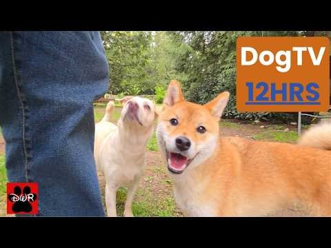 12-Hour DogTV Daycare 🐶 Real Forest Dogs | Keep Your Pup Busy All Day