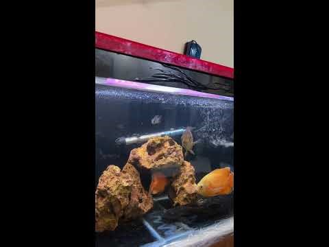 live aquarium at night 🌙 | calm fish tank #arowana #aquarium #fish #livefeed #live #trendingvideo