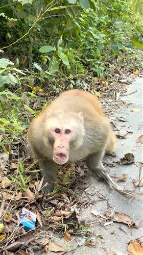 When the monkey king plays with me #MonkeyTales #animals #Monkey