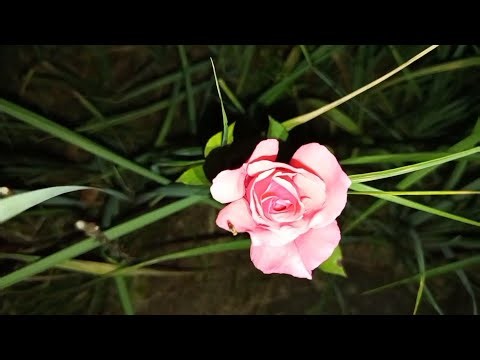 September Night Walk ASMR | Crickets Chirping, Footsteps & Real Nature Sounds