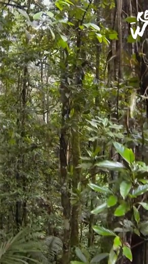 Sloths stay in the same tree for years, moving gently and quietly. This lack of speed makes them invisible to predators. They're masters of the Amazon in their own effortless style. But this success comes at a cost. #Sloths #Amazon #Rainforest #Wildlife #Nature From: Wild Ones 3 S1 Ep1 | Real Wild