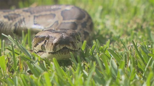 Florida Python Challenge returns as hunters target invasive Burmese pythons in Everglades