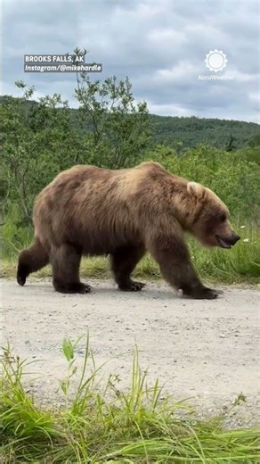 Just another day hiking in Alaska... 🐻