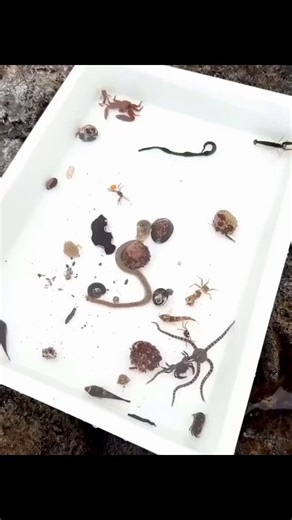 speaking of the cambrian explosion is there a reason why they always draw them like they only had 50 feet of space to move