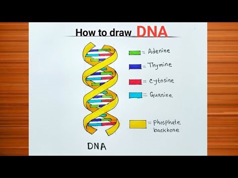 How to Draw Dna Diagram Easily / DNA Diagram Labelling / Dna Diagram Trick