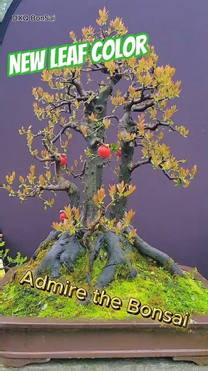 The young leaves not only bring a fresh beauty to the bonsai composition but also express its vigoro