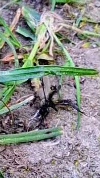 Ants vs Fly – You Won’t Expect This #shorts