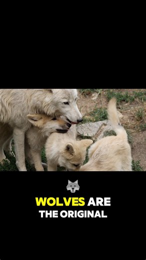 Wolf Facts You Didn’t Know!