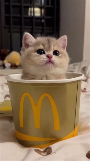 Cuteness overload 🥰 #cats #cat #funny #kittens #cute #shorts
