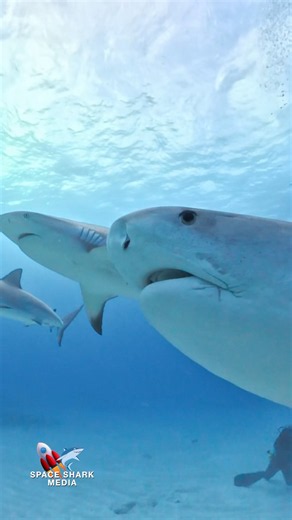 🦈 Tiger Beach and Reef Shark swim in unison at Tiger Beach #Sharks #Ocean #Wildlife #Adventure