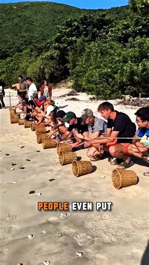 🐢 Never Put Baby Turtles Into The Ocean!