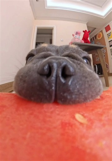 Dog Eating Watermelon ASMR | Cute Pet Mukbang Video