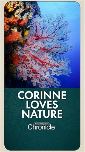 NH Chronicle: Marine biologist and diver Corinne Klein shares her underwater discoveries