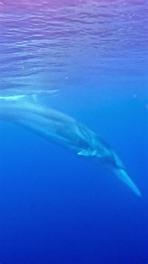 2 Fin Whales Seen on 2.5-Hour Whale Watching Trip | GoPro 11 Shot