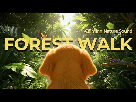 Virtual Dog Walk - Walking in the Forest 🐕 Dog TV for Dogs 🌲 Calming Nature Sounds 🐾 Dog POV