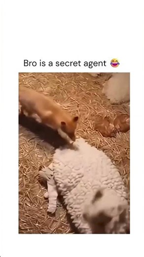 Bro is a secret agent 😅❤️‍🩹