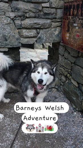 Castles, Caverns & Coastlines | Harlech, Wales #BarneyAndUs #Malamute #vanlifeuk