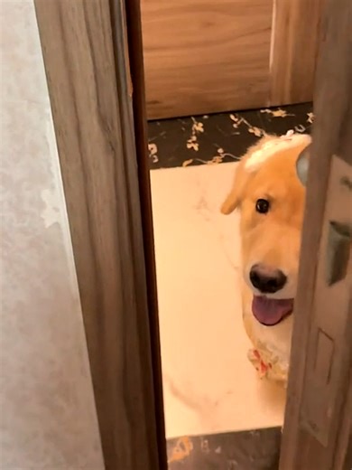 🥺🥰 #dog #goldenretriever #christmas #fyp | golden retriever