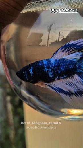 "🚨 Fresh Bettas Drop SOON! College Reopen Mess + Farm Update Delay 😩