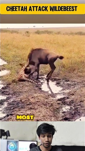 Cheetah’s Perfect Ambush Leaves the Wildebeest Trapped
