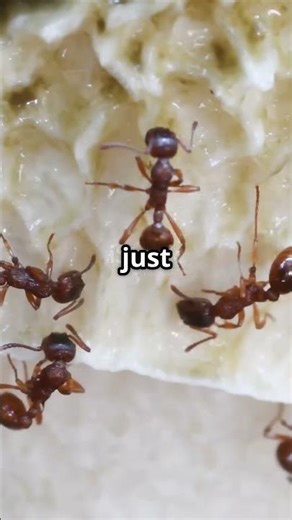 Ants in Space: The Ultimate Astronauts?