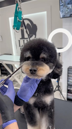 Cockapoo Grooming Face ✂️ #cockapoo #dogs #doggroomer