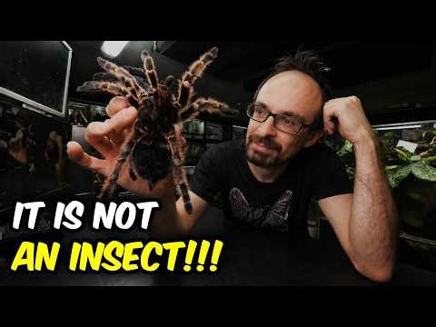 WHY DOES EVERYONE MESS THIS UP?! Spider is not an Insect!
