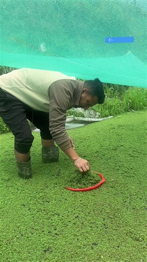 Everest Farm Nepal: Daily Life & Sustainable Farming