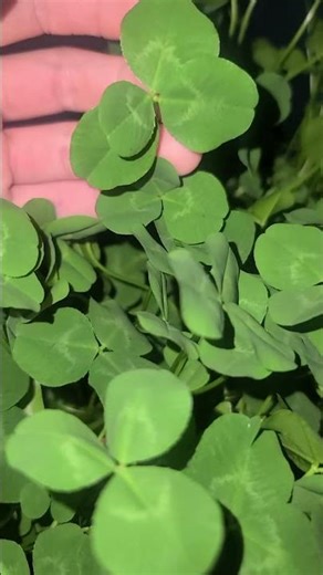 Several Four Leaf Clover