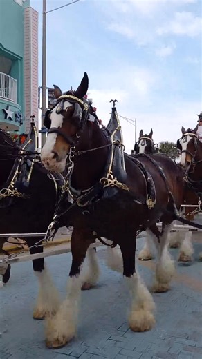 Daytona Bike Week | Bike Week