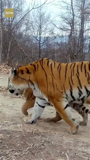 A wild Siberian tiger family consisting of a female and her five cubs was recently recorded by a camera set up in the China Tiger and Leopard National Park in northeast China's Jilin Province. This scene, rare anywhere in the world, highlights the success of the country's national park system in preserving wildlife. #ChinaTravel #ChinaTour #BetterLife #EcoCivilization #2025inReview #Hello2026 #NationalPark | China Plus Culture