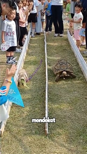 Tortoise vs. Hare Race in Real Life