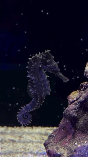 🌊 Seahorse magic in motion 🐚✨ #saltwateraquarium #aquarium #reeflife #biology