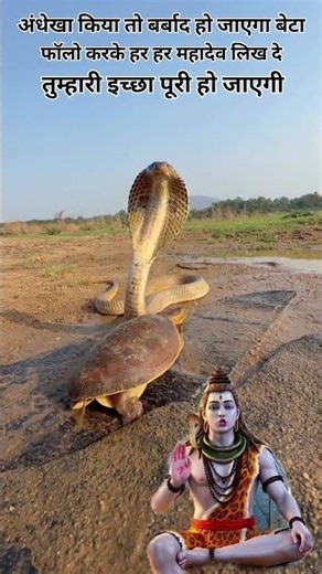 The amazing world of snakes 😍 • "An exciting story about snakes" • "Learn about snakes" #Snake