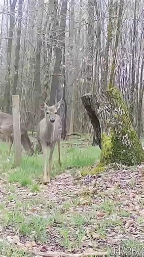 Spring Whitetail Deer Feeding on Camera: Trail Cam Action #shorts #deer #wildlife #outdoors