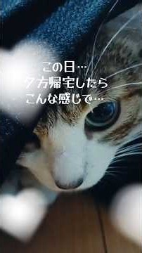 夕方帰って来てからのだいの行動がこちら...( ´∀｀)♪