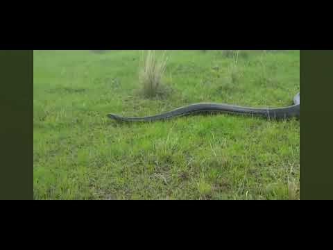 Rock python spotted in jaipur 😱 #youtube #viral #video #trending #snake #shortvideos