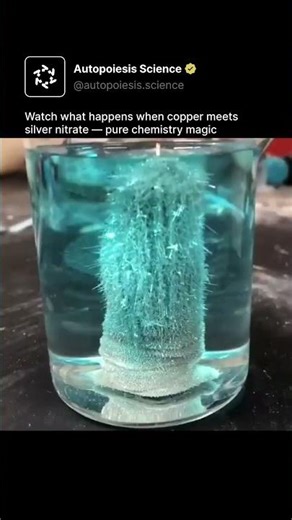 Watch what happens when copper meets silver nitrate— pure chemistry magic #science