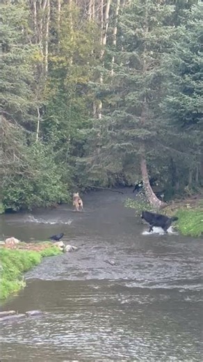 Family of Wolves Fishing Together || ViralHog#nature#forextrading#animalsofindia