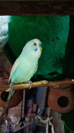 Budgie Sounds to Make Your Budgie Sing 🐦🎶