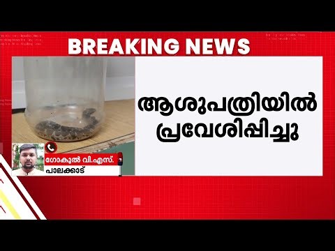 പാലക്കാട് അങ്കണവാടി ടീച്ചർക്ക് പാമ്പ് കടിയേറ്റു; കടിയേറ്റത് പരിസരം വൃത്തിയാക്കുന്നതിനിടെ |Snake