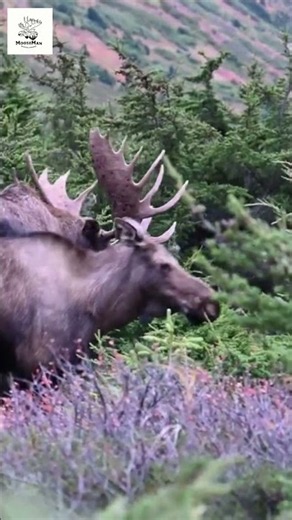 Majestic Moose Wander Through Enchanted Purple Forest #nature #wildlife #animals